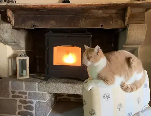 démoussage toiture Saint Juvat-5